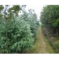 長(zhǎng)年供應(yīng)各類苗木