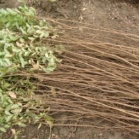 貨到付款紫薇苗批發(fā) 紫薇樹苗低價(jià)包郵 紫薇小苗直銷