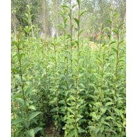 包運(yùn)費(fèi)蠟樹苗 四季常青緑化苗木 不落葉緑化小苗批發(fā)大葉女貞苗