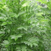 供應(yīng)。速生國槐1--3.5米高當(dāng)年苗。及半成品苗（秋憋子）