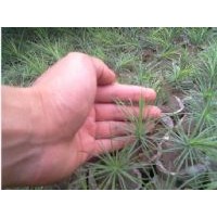 常年低價出售刺槐苗，國槐苗，冬青苗，白皮松苗。