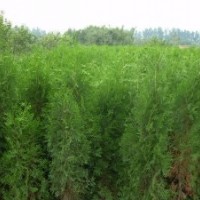 供應山西優(yōu)質(zhì)白皮松華山松黑松油松側柏