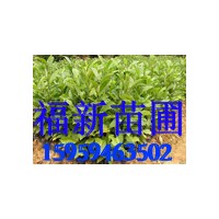 火力楠樹(shù)苗 火力楠種子 火力楠苗