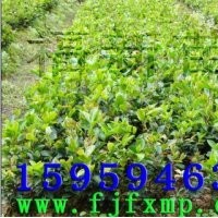 良種油茶苗 油茶 油茶苗 油茶籽