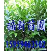 竹柏 竹柏種子 竹柏苗 竹柏批發(fā)