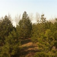 工程白皮松 ，油松，國槐，山圃貨，刺槐，皂角