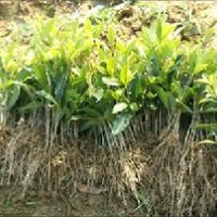 供應(yīng)1年桂花苗，桂花小苗