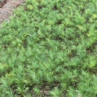 綠化苗木、白皮松苗