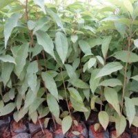 我司現(xiàn)有20萬(wàn)株香樟苗供應(yīng)