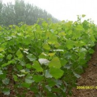 青柳，欒樹苗木供應(yīng)