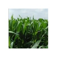 供應(yīng)：山合歡、苦楝、涼子木、領(lǐng)春木、冷杉、木瓜、麻櫟、馬褂木