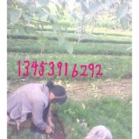 供應(yīng)2年白皮松、2年油松、國(guó)槐苗