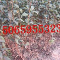 木瓜苗、流蘇苗、冬紅海棠3、4、5公分苗