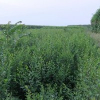 榆樹2013年春季預(yù)定中