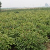 優(yōu)質(zhì)牡丹苗 牡丹苗批發(fā) 牡丹苗價(jià)格