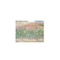 供應(yīng)速生桉樹苗，松樹苗，香樟苗，榕樹苗等