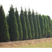 供應(yīng)白皮松，油松，華山松，樟子松，雪松，塔松