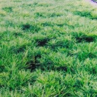 供應(yīng)當(dāng)年白皮松小苗，白皮松小苗