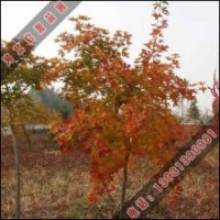 優(yōu)質(zhì)五角楓樹苗供應(yīng)-啟源苗木