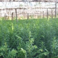 供紅豆杉苗木和盆景