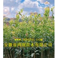 安徽安慶宿松欒樹紅花紫薇桂花造林苗木