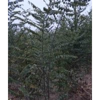 供應(yīng)白蠟、速生白蠟、國槐、速生國槐、北欒、竹柳、金絲柳