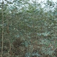 供應(yīng)一年生北欒苗