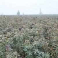 供應(yīng)172速生柳、107速生柳、108速生柳、毛桃苗、五角楓