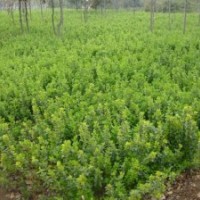 衛(wèi)矛小苗產(chǎn)地