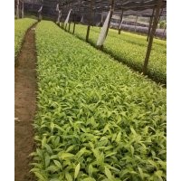 供應海南沉香苗，各規(guī)格沉香樹苗