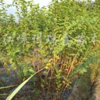 紫薇小苗-各種規(guī)格