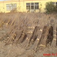 櫻花小苗-各種規(guī)格