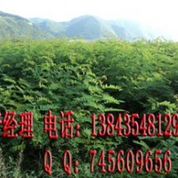 大葉速生槐 大葉速生槐苗