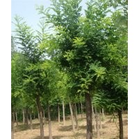 低價供應(yīng)國槐，刺槐，速生楊，毛白楊