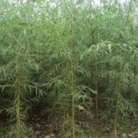 【精品推薦】供應金絲垂柳小苗1-4cm，另供應4-8cm金絲垂柳8000棵