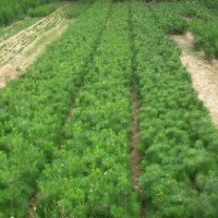 黑松 黑松小苗 黑松樹苗 20公分黑松 20公分黑松苗 30公分黑松苗