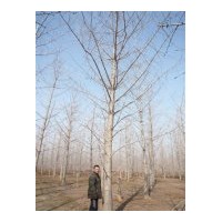 出售銀杏大樹和銀杏小苗