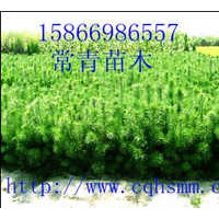 低價供應(yīng)苗圃油松小苗