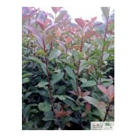 供應(yīng)成都紅葉石楠地被苗