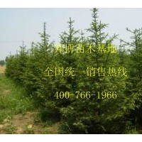 大量供應(yīng)優(yōu)質(zhì)吉林云杉苗、5-15公分云杉小苗