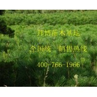 低價(jià)出售優(yōu)質(zhì)山東油松樹(shù)苗