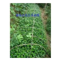 出售海道黃楊小苗