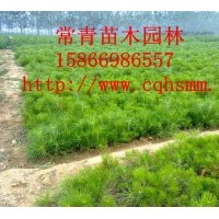 銷售低價(jià)油松小苗