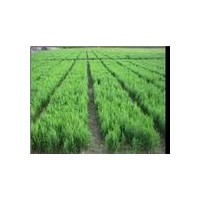 供應(yīng)20-60營養(yǎng)代側(cè)柏苗