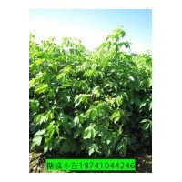 出售自家糖戚小苗20萬(wàn)