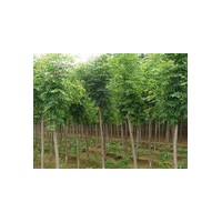 供應(yīng)臭椿小苗、合歡小苗、欒樹(shù)小苗