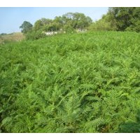 特供漂亮的蘭花盈小苗