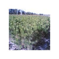 供應(yīng)油松苗