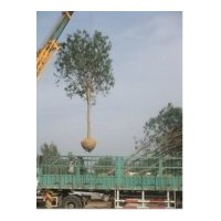 長期售國槐、合歡、法桐報價