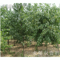 供應(yīng)華北衛(wèi)矛球，華北衛(wèi)矛小苗